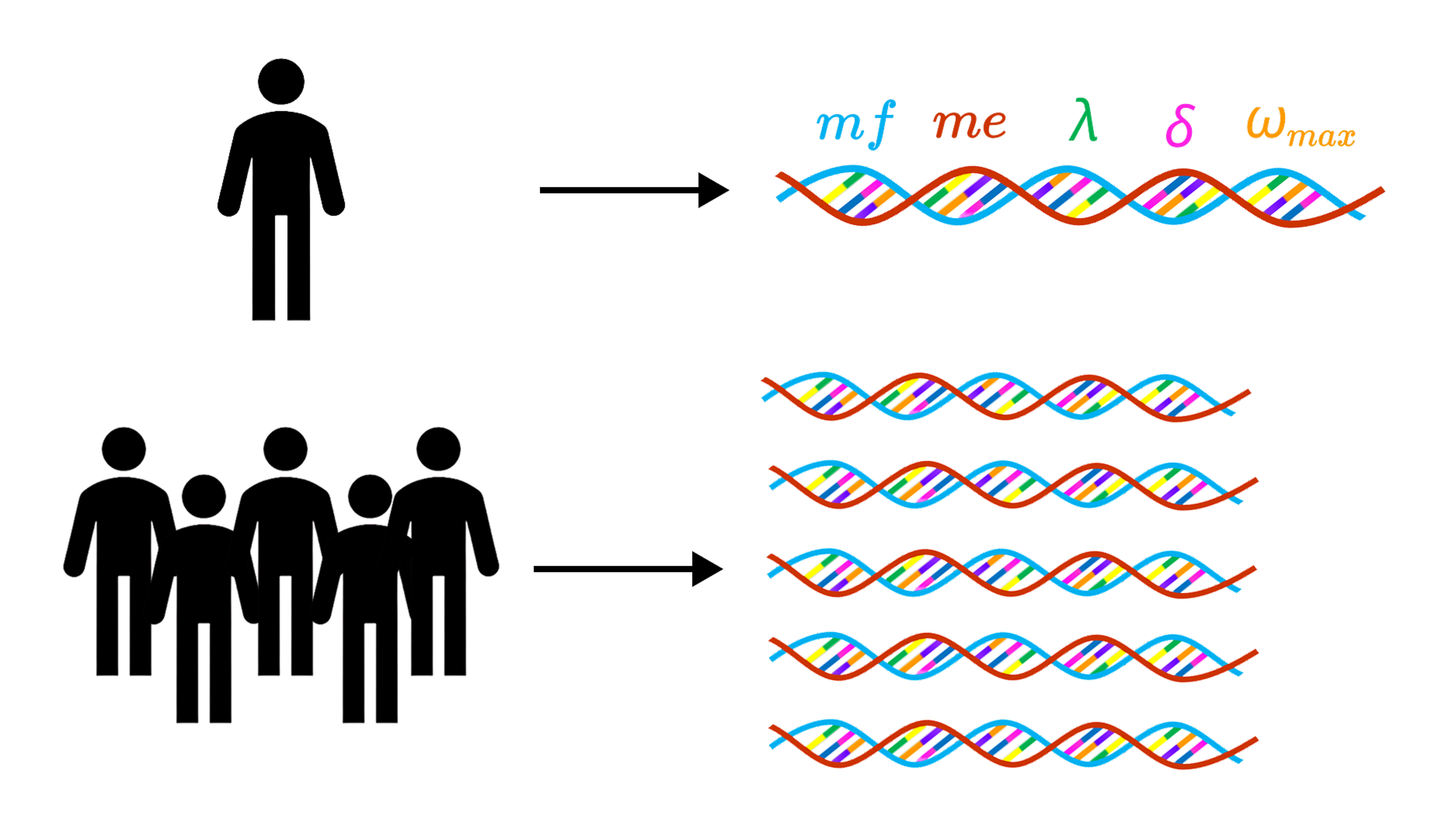 Genes