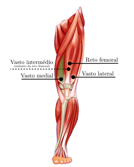 CC muscles